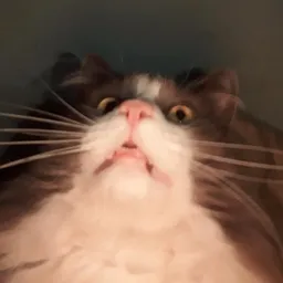 Los sticker de tu gato 🦔