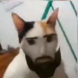 chat resenha