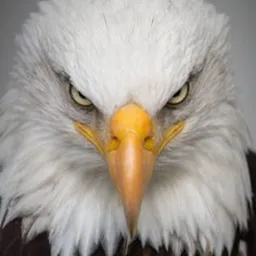 Voo da Águia 🦅 - Livros